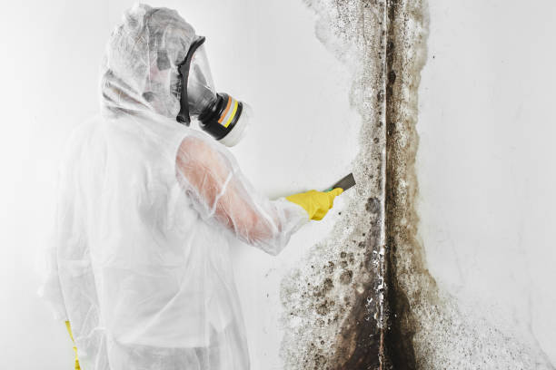 Professional Mold Removal in Lewisburg, TN