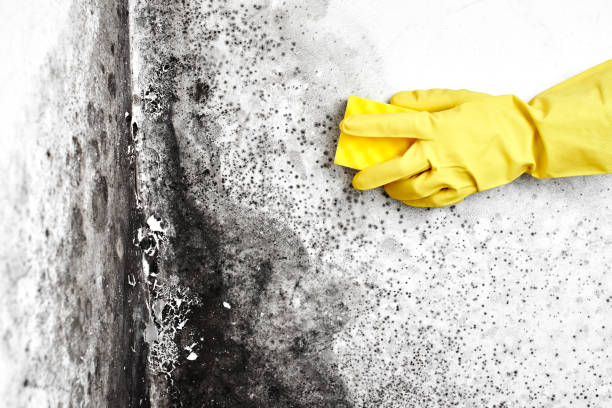 Best Black Mold Removal  in Lewisburg, TN