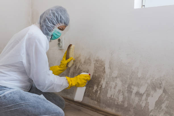 Mold Removal Process in Lewisburg, TN