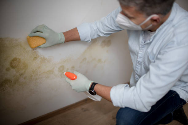 Best Mold Remediation Services  in Lewisburg, TN