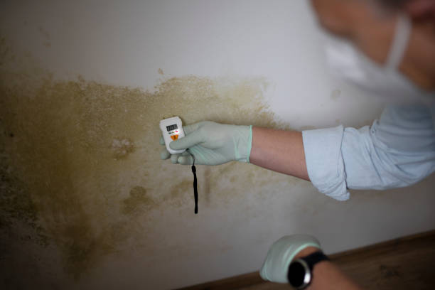 Best Attic Mold Removal  in Lewisburg, TN