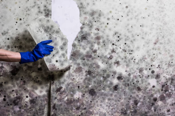 Best Mold Remediation  in Lewisburg, TN