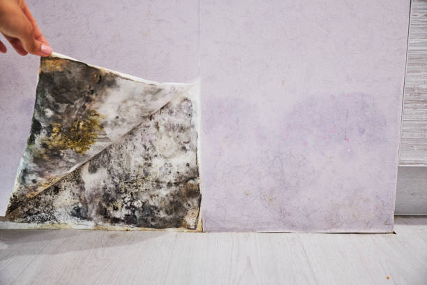 Best Professional Mold Removal  in Lewisburg, TN